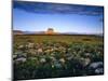 Chief Mountain and Prairie Wildflowers at Glacier National Park, Montana, USA-Chuck Haney-Mounted Photographic Print