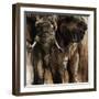 Chief-Joshua Schicker-Framed Giclee Print