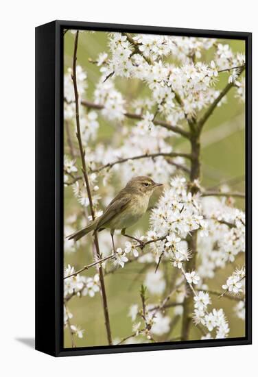 Chiffchaff on Blackthorn Blossom-null-Framed Stretched Canvas