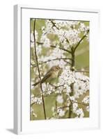 Chiffchaff on Blackthorn Blossom-null-Framed Photographic Print