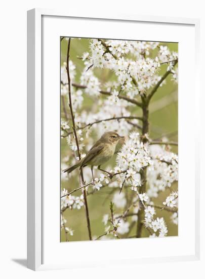 Chiffchaff on Blackthorn Blossom-null-Framed Photographic Print