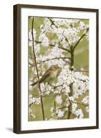 Chiffchaff on Blackthorn Blossom-null-Framed Photographic Print