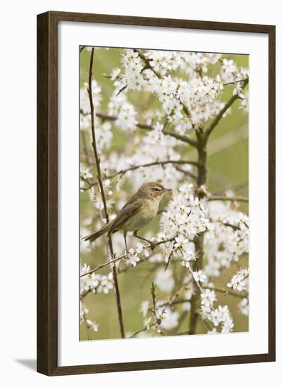 Chiffchaff on Blackthorn Blossom-null-Framed Photographic Print