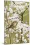 Chiffchaff on Blackthorn Blossom-null-Mounted Photographic Print