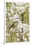 Gramercy White