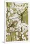 Gramercy White