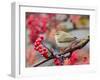 Chiffchaff perching on branch with red berries, Finland-Markus Varesvuo-Framed Photographic Print