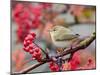 Chiffchaff perching on branch with red berries, Finland-Markus Varesvuo-Mounted Photographic Print