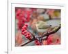 Chiffchaff perching on branch with red berries, Finland-Markus Varesvuo-Framed Photographic Print