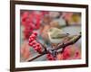 Chiffchaff perching on branch with red berries, Finland-Markus Varesvuo-Framed Photographic Print