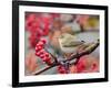 Chiffchaff perching on branch with red berries, Finland-Markus Varesvuo-Framed Photographic Print