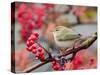 Chiffchaff perching on branch with red berries, Finland-Markus Varesvuo-Stretched Canvas