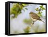 Chiffchaff (Phylloscopus Collybita) Perched on Hawthorn (Crataegus) Twig, Cheshire, April-Richard Steel-Framed Stretched Canvas