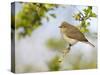 Chiffchaff (Phylloscopus Collybita) Perched on Hawthorn (Crataegus) Twig, Cheshire, April-Richard Steel-Stretched Canvas