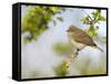 Chiffchaff (Phylloscopus Collybita) Perched on Hawthorn (Crataegus) Twig, Cheshire, April-Richard Steel-Framed Stretched Canvas