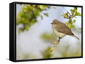 Chiffchaff (Phylloscopus Collybita) Perched on Hawthorn (Crataegus) Twig, Cheshire, April-Richard Steel-Framed Stretched Canvas