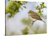 Chiffchaff (Phylloscopus Collybita) Perched on Hawthorn (Crataegus) Twig, Cheshire, April-Richard Steel-Stretched Canvas