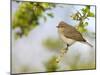 Chiffchaff (Phylloscopus Collybita) Perched on Hawthorn (Crataegus) Twig, Cheshire, April-Richard Steel-Mounted Photographic Print