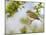 Chiffchaff (Phylloscopus Collybita) Perched on Hawthorn (Crataegus) Twig, Cheshire, April-Richard Steel-Mounted Photographic Print