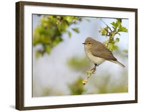 Chiffchaff (Phylloscopus Collybita) Perched on Hawthorn (Crataegus) Twig, Cheshire, April-Richard Steel-Framed Photographic Print