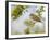 Chiffchaff (Phylloscopus Collybita) Perched on Hawthorn (Crataegus) Twig, Cheshire, April-Richard Steel-Framed Photographic Print