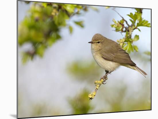 Chiffchaff (Phylloscopus Collybita) Perched on Hawthorn (Crataegus) Twig, Cheshire, April-Richard Steel-Mounted Photographic Print