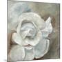 Chiffon in Cream-Farrell Douglass-Mounted Giclee Print