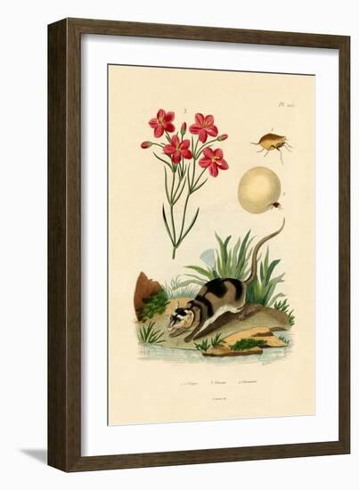 Chigger, 1833-39-null-Framed Giclee Print