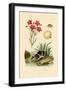 Chigger, 1833-39-null-Framed Giclee Print