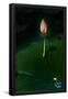 Essential Black