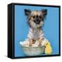 Chihuahua, 16 Months Old, Sitting In Front Of Blue Background With Easter Basket-Life on White-Framed Stretched Canvas