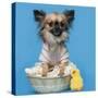 Chihuahua, 16 Months Old, Sitting In Front Of Blue Background With Easter Basket-Life on White-Stretched Canvas