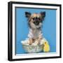 Chihuahua, 16 Months Old, Sitting In Front Of Blue Background With Easter Basket-Life on White-Framed Photographic Print