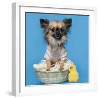 Chihuahua, 16 Months Old, Sitting In Front Of Blue Background With Easter Basket-Life on White-Framed Photographic Print