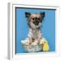 Chihuahua, 16 Months Old, Sitting In Front Of Blue Background With Easter Basket-Life on White-Framed Photographic Print