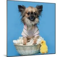 Chihuahua, 16 Months Old, Sitting In Front Of Blue Background With Easter Basket-Life on White-Mounted Photographic Print