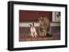 Chihuahua and a Cat-DLILLC-Framed Photographic Print