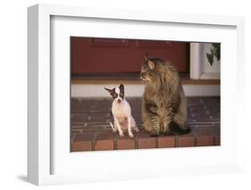 Chihuahua and a Cat-DLILLC-Framed Photographic Print