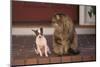 Chihuahua and a Cat-DLILLC-Mounted Photographic Print