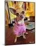 Chihuahua Bella-Robert Mcclintock-Mounted Art Print