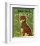 Chihuahua (chocolate and tan)-John Golden-Framed Giclee Print