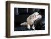 Chihuahua Dog Dozing on Black Leather Sofa under Natural Light from Window-art nick-Framed Photographic Print