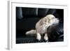 Chihuahua Dog Dozing on Black Leather Sofa under Natural Light from Window-art nick-Framed Photographic Print