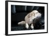 Chihuahua Dog Dozing on Black Leather Sofa under Natural Light from Window-art nick-Framed Photographic Print