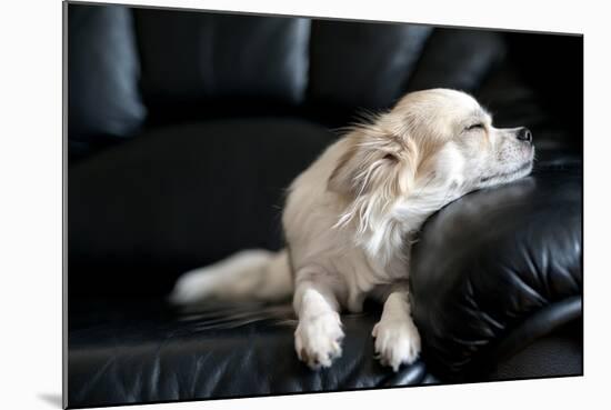 Chihuahua Dog Dozing on Black Leather Sofa under Natural Light from Window-art nick-Mounted Photographic Print