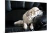 Chihuahua Dog Dozing on Black Leather Sofa under Natural Light from Window-art nick-Mounted Photographic Print