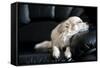 Chihuahua Dog Dozing on Black Leather Sofa under Natural Light from Window-art nick-Framed Stretched Canvas