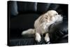 Chihuahua Dog Dozing on Black Leather Sofa under Natural Light from Window-art nick-Stretched Canvas