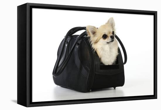 Chihuahua Dog in Carry Bag-null-Framed Stretched Canvas