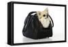 Chihuahua Dog in Carry Bag-null-Framed Stretched Canvas